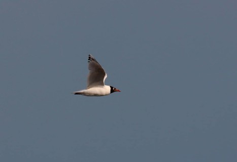 Relict gull