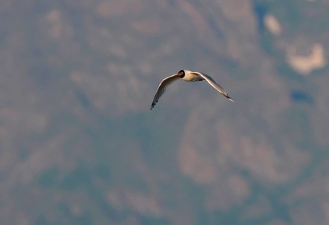Relict Gull