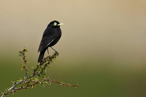Adult male spectacled tyrant