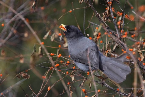 Sichuan Jay