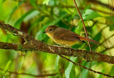 Tricolour Flycatcher