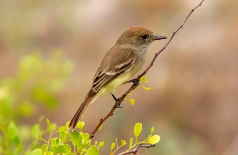 Galapagos flycatcher