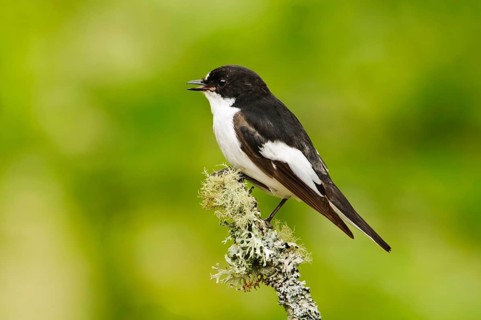European pied flycatcher