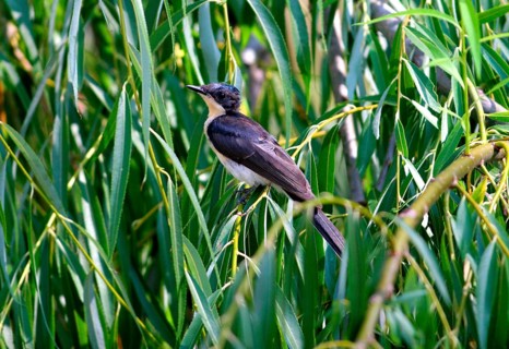 Restless flycatcher