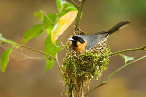 Spectacled monarch