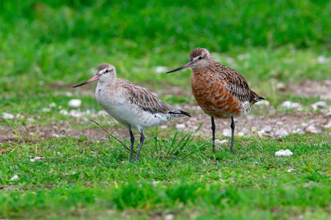 Bar-tailed godwit