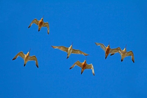 Bar-tailed Godwit