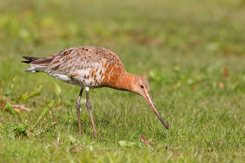 Black-tailed Godwit