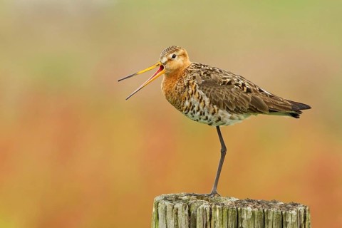 Black-tailed godwit