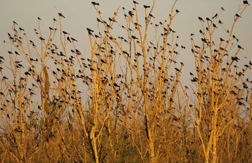 Great-tailed grackle