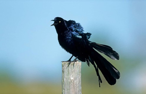 Great-tailed grackle