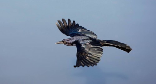 Great-tailed grackle