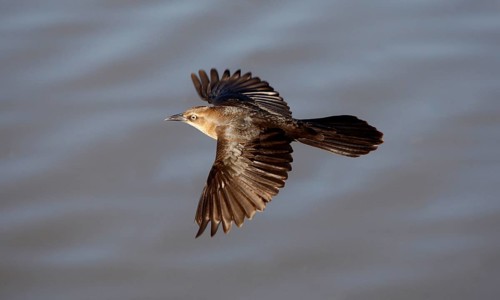 Great-tailed grackle