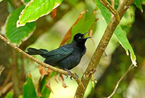 Carib Grackle
