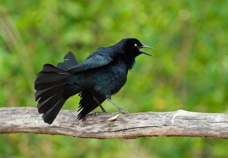 Greater Antillean Grackle