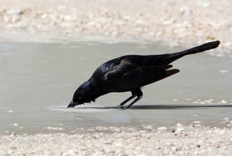 Boat-tailed Grackle