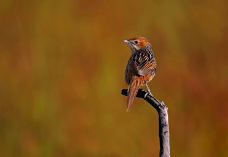 Cape Grassbird