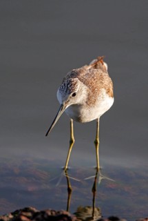 Common Greenshank