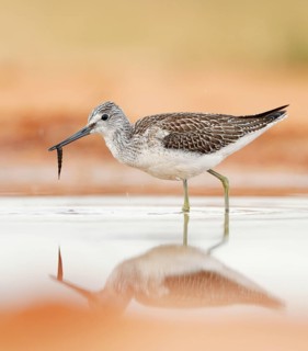 Common greenshank