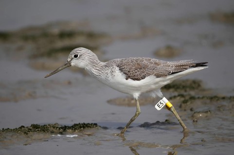 Common greenshank