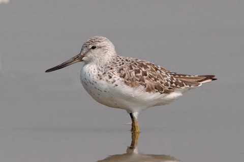 Nordmann's greenshank