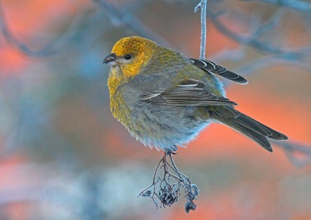 Pine grosbeak