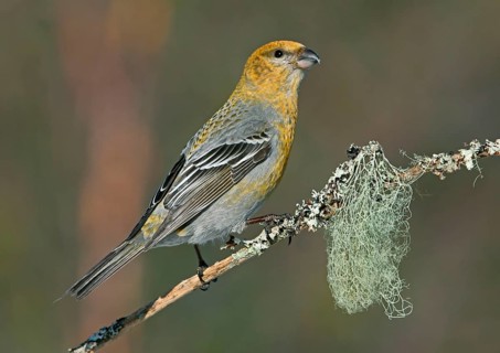 Pine grosbeak