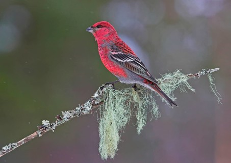 Pine grosbeak