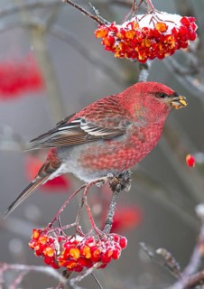Pine grosbeak
