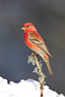 Pine grosbeak