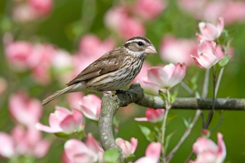 Rose-breasted Grosbeak