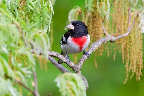 Rose-breasted Grosbeak