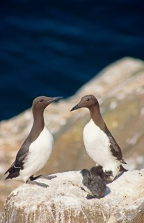 Guillemot