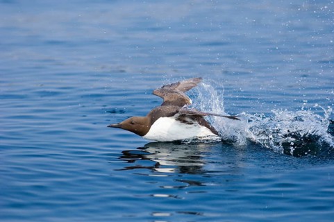 Common guillemot