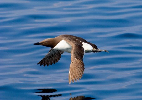 Common guillemot