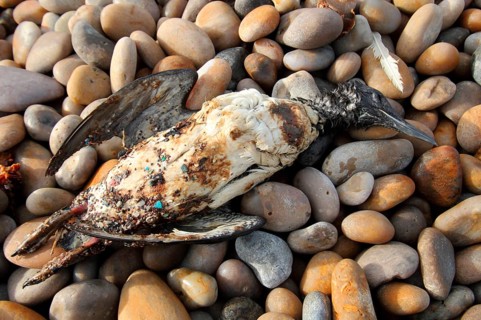 Common guillemot