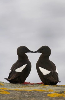 Black Guillemot