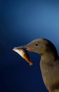 Black Guillemot