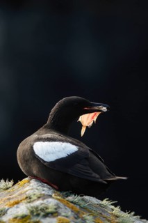 Black guillemot