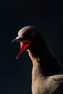 Black guillemot