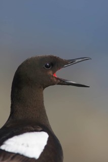 Black guillemot