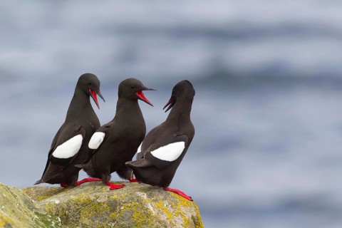 Black Guillemot