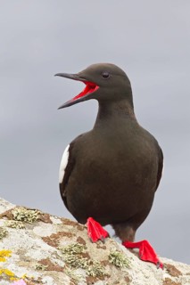 Black Guillemot