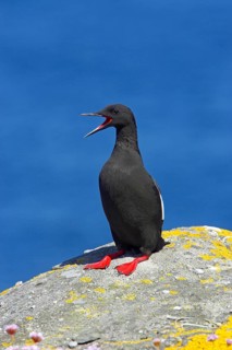 Black guillemot