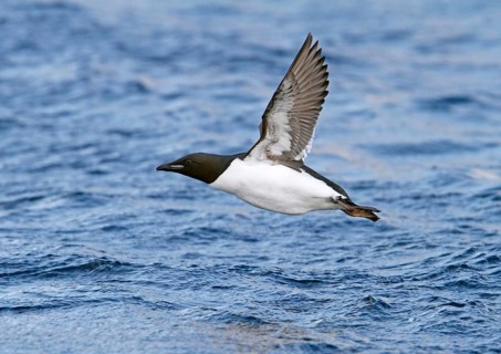 Thick-billed murre