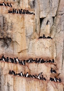 Adult thick-billed murre