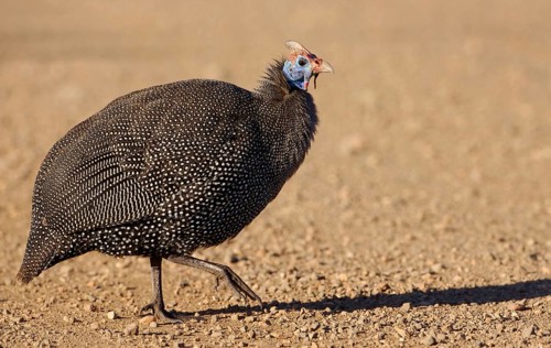 Helmeted Guineafowl