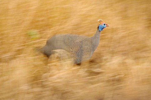 Helmeted Guineafowl