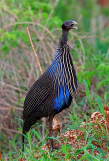 Vulturine guinea fowl