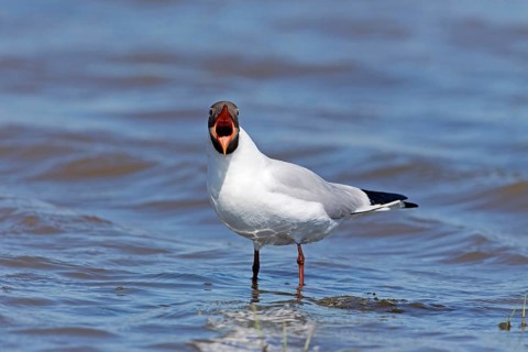 Black-headed Gull